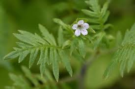 Image result for Hydrophyllaceae