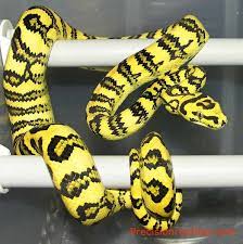 The Jaguar Jungle Carpet Python Is My Next Python That I Want I Absolutely Adore The Snake Granted I Am No Beautiful Snakes Reptiles And Amphibians Pet Snake