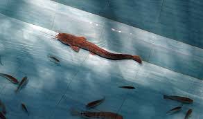Welse is a river of brandenburg, germany. L Welse Informationen Zu Haltung Und Futter