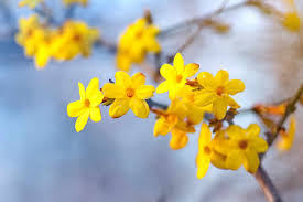 Winter Jasmine Winter Jasmine Jasmine Plant Winter Flowers