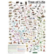Charles Darwin S Tree Of Life Evolution Chart 24x36 Poster Print Tree Of Life Evolution Tree Of Life Poster Prints