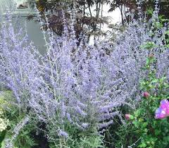 Blauraute Blue Spire Perowskie Spatbluher Bienen Trockener Sonniger Standort Sonnige Pflanzen Pflanzen Bepflanzung