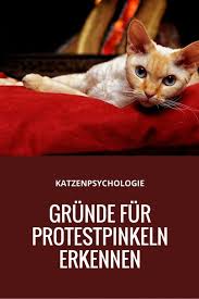 Da die säure in die textilfasern eindringt und diese teilweise verändert Katzenpsychologie Grunde Fur Protestpinkeln Erkennen Cat News Net Katzen Katze Pinkelt Katzen Verhalten