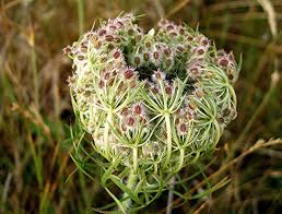 Image result for Daucus carota