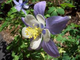 Columbine are unassuming since the flower can not be seen by looking down. File Columbine Flower Jpg Wikimedia Commons
