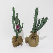 These cactus store are very easy when it comes to installation and are equipped with compression loads feature that let them withstand any. Medium Cactus