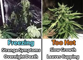 It's the moment we've all been waiting for. Cannabis Temperature Tutorial Grow Weed Easy