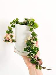 Fast & free shipping on many items! Rare Variegated Hoya Compacta Variegated Hoya Hindu Rope Etsy In 2021 Variegated Hanging Plants Pretty Plants