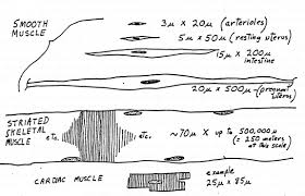 In the muscular system, muscle tissue is categorized into three distinct types: Smooth Muscle Drawing At Paintingvalley Com Explore Collection Of Smooth Muscle Drawing