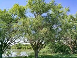 Image result for venturia saliciperda willow tree