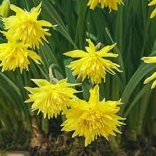 Double Daffodil Rip Van Winkle K Van Bourgondien Daffodil Bulbs Daffodils Bulb Flowers