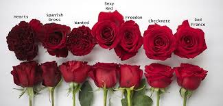 Pin By Ideas We Like At Faux Flowers On Valentines Day Xxxxxxxxxxxx Red Roses Rose Varieties Wedding Flowers Roses