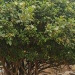 Image result for Maerua angolensis