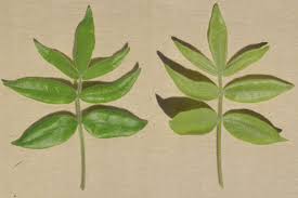 Image result for Commiphora schlechteri