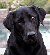 Soft, reflecting the right amount of light, not too there is a natural temptation when drawing hair to think in terms of individual hairs and equate these to pencil lines. How To Draw Black Fur With Colored Pencils Carrie L Lewis Artist