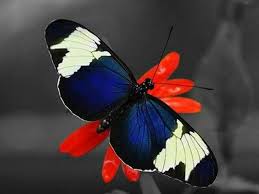 Gebruikersfoto Boeken