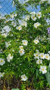 Image result for Rosa laevigata