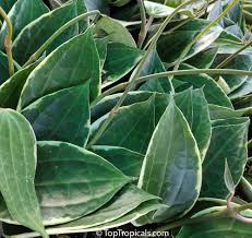 Image result for Carvalhoa macrophylla