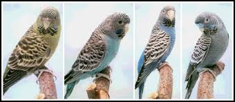 Black Faced Budgie Hayvanlar Kus