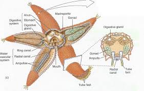 Starfish Diagram Labeled Printable Diagram Starfish