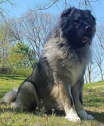 Caucasian Shepherd For Sale Or Adoption Latest Ads Caucasian Shepherd Dog Russian Bear Dog Caucasian Shepherd