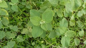 Image result for Sida javensis