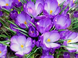 Pin By Crystal Bong On Flowers Nature Crocus Flower Purple Flowers Spring Flowers