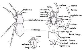 Spider Anatomy Wolf Spider Jumping Spider Insect Anatomy