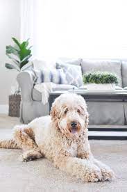 The company's carpet collections all bring something different to the table, and all come with a lifetime all pet guarantee from the company. The Best Pet Proof Carpet For Your Home Cherished Bliss