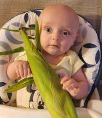 We harvested our sweet corn! Baby Ember for scale.