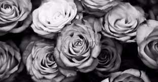 Black And White Flower Facebook Cover Photos To The Girls Who Were My Best Friends Facebook Cover Photos Flowers Black White Roses Facebook Cover Images