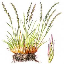 Image result for Tripogon