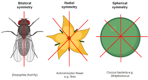 Cut flowers (rose, carnation, chrysanthemum, alstroemeria) flowering pot plants (geranium, poinsettia, easter lily, gloxinia) foliage plants (philodendron the modern taxonomy for plant classification is based on linnaeus (a 18th century swedish physician, now considered father. Symmetry In Biology Wikiwand
