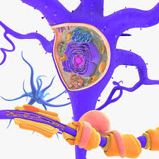 Neuron Cell Structure 3d Model Ad Cell Neuron Model Structure Neuron Structure Cell Structure Neurons