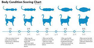 Obesity In Cats Vca Animal Hospital