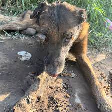 💔 LO TIRARON A UN LADO DE UN CANAL… 💔 Así, tal cual… agonizando, con el  ojo de fuera, los huesitos marcados de lo desnutrido que está 😭. Lo  tiraron como si