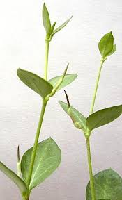 Image result for Ceropegia conrathii