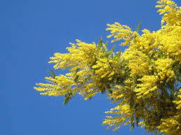 I rami di un albero di fioritura con fiori gialli contro il cielo. Piante Con Fiori Alberi Latifolie Piante Con Fiori Colorati Per Il Giardino