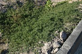 Image result for Zaleya