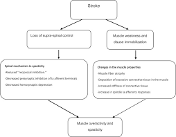 Image result for Stroke Pathophysiology
