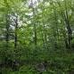 Merryspring Birding by Ear