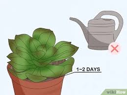 Plants that tolerate some dryness. How To Water Succulents 8 Steps With Pictures Wikihow