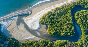 Image result for Nicolasia costata