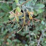 Image result for Cadaba farinosa