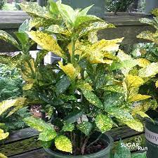 Other common names japanese laurel 'mr goldstrike'. Mr Goldstrike Aucuba Sugar Run Nursery