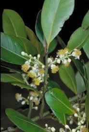 Image result for Calophyllum