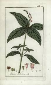 Image result for Spigelia anthelmia
