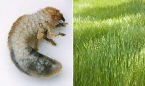 How To Protect Your Lawn From Chafer Grubs And Leatherjackets Express Co Uk