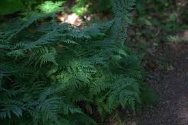 Image result for Diplazium humbertii