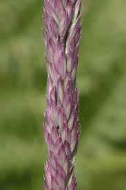 Image result for Holcus